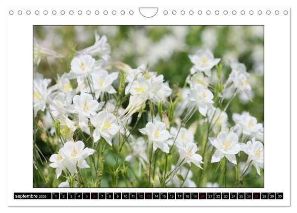 Produktbild: Charmantes fleurs blanches (Calendrier mural 2026 DIN A4 vertical), CALVENDO calendrier mensuel