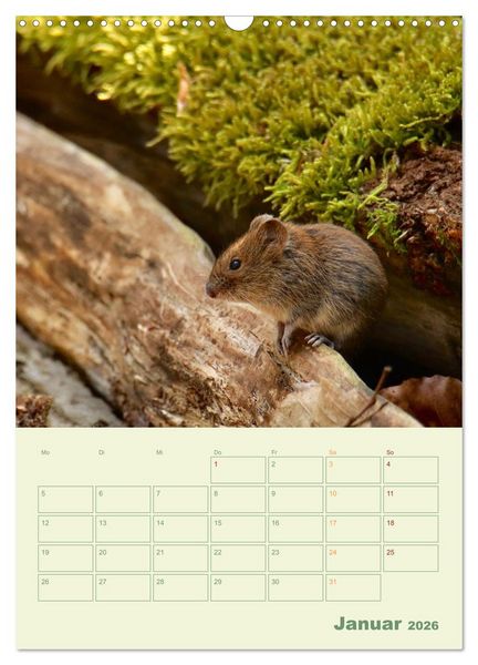 Produktbild: Waldmomente (Wandkalender 2026 DIN A3 hoch), CALVENDO Monatskalender