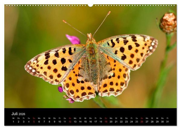 Produktbild: Schmetterlinge (Wandkalender 2026 DIN A2 quer), CALVENDO Monatskalender
