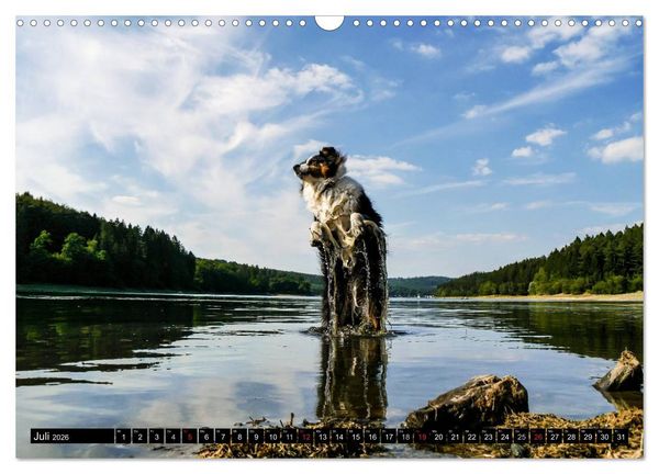 Produktbild: Australian Shepherd - Lebensfreude auf vier Pfoten (Wandkalender 2026 DIN A3 quer), CALVENDO Monatskalender
