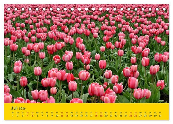 Produktbild: Tulpentraum (Tischkalender 2026 DIN A5 quer), CALVENDO Monatskalender