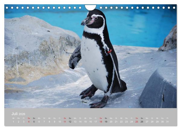 Produktbild: Pinguine 2026 (Wandkalender 2026 DIN A4 quer), CALVENDO Monatskalender