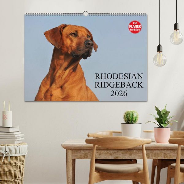 Produktbild: Rhodesian Ridgeback 2026 (Wandkalender 2026 DIN A2 quer), CALVENDO Monatskalender