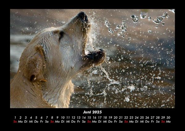 Produktbild: Der Hundekalender 2025 Fotokalender DIN A3