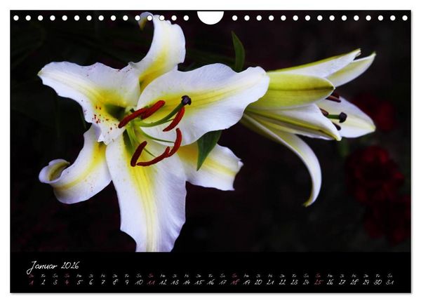 Produktbild: Soul-Jazz - Visuelle Musik der Blumen (Wandkalender 2026 DIN A4 quer), CALVENDO Monatskalender