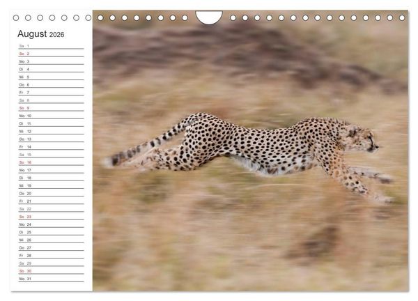 Produktbild: Emotionale Momente: Mein wildes Afrika (Wandkalender 2026 DIN A4 quer), CALVENDO Monatskalender