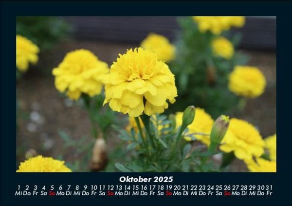 Produktbild: Pflanzen und Bl&uuml;ten 2025 Fotokalender DIN A5