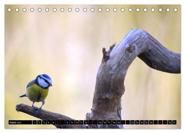 Produktbild: M&eacute;sanges bleues (Calendrier de bureau 2027 DIN A5 vertical), CALVENDO calendrier mensuel