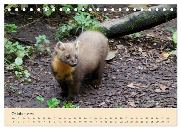 Produktbild: Frettchen und Marder. Frech, witzig, niedlich (Tischkalender 2026 DIN A5 quer), CALVENDO Monatskalender