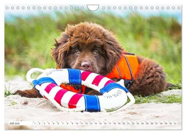 Produktbild: Neufundl&auml;nder - Kleine Weltentdecker (Wandkalender 2026 DIN A4 quer), CALVENDO Monatskalender