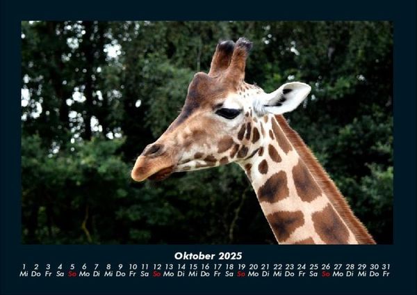Produktbild: Giraffen 2025 Fotokalender DIN A4