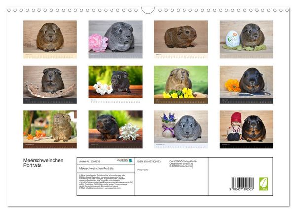 Produktbild: Meerschweinchen Portraits (Wandkalender 2026 DIN A3 quer), CALVENDO Monatskalender