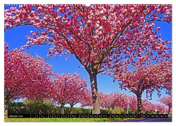Produktbild: Fr&uuml;hling in Magdeburg (hochwertiger Premium Wandkalender 2026 DIN A2 quer), Kunstdruck in Hochglanz