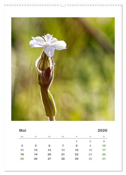 Produktbild: Minimalistisch, Gr&auml;ser, Bl&uuml;ten, Bl&auml;tter und Zweige im Fokus (Wandkalender 2026 DIN A2 hoch), CALVENDO Monatskalender