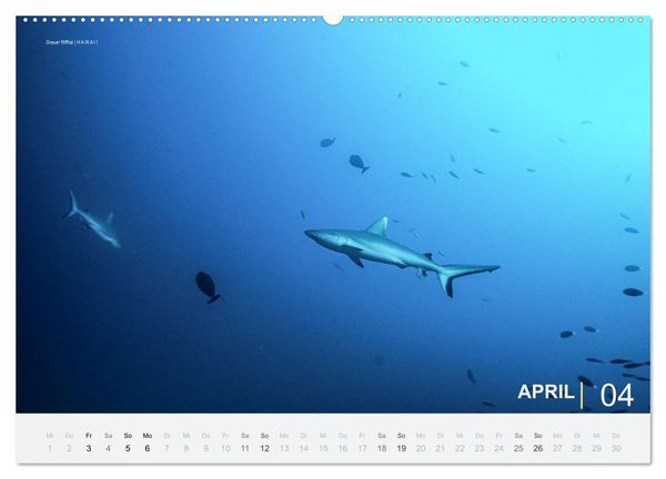 Produktbild: Einfach Tauchen - Wunderbare Tauchpl&auml;tze und Korallenriffe (Wandkalender 2026 DIN A2 quer), CALVENDO Monatskalender
