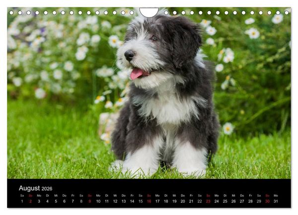 Produktbild: Welpen 2026 (Wandkalender 2026 DIN A4 quer), CALVENDO Monatskalender
