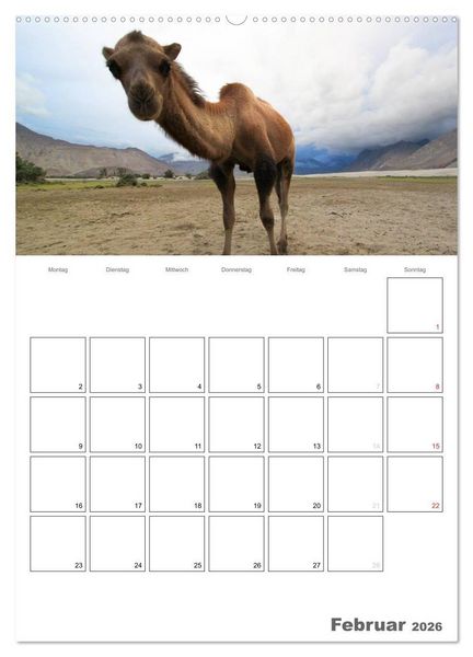 Produktbild: Kamel Portr&auml;t (hochwertiger Premium Wandkalender 2026 DIN A2 hoch), Kunstdruck in Hochglanz