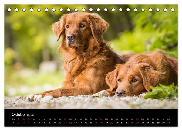 Produktbild: Toller - Nova Scotia Duck Tolling Retriever (Tischkalender 2026 DIN A5 quer), CALVENDO Monatskalender