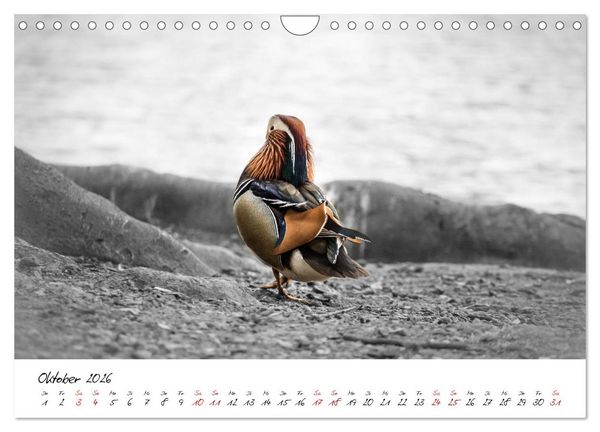 Produktbild: Abenteuer einer Mandarinente (Wandkalender 2026 DIN A4 quer), CALVENDO Monatskalender