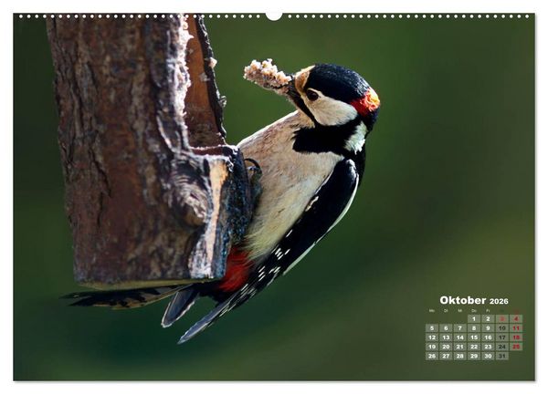 Produktbild: NATUR PUR - Singv&ouml;gel ganz nah (Wandkalender 2026 DIN A2 quer), CALVENDO Monatskalender