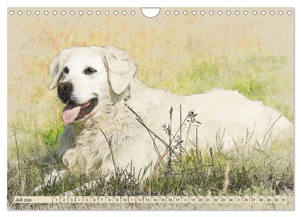 Produktbild: Golden Retriever 2026 (Wandkalender 2026 DIN A4 quer), CALVENDO Monatskalender