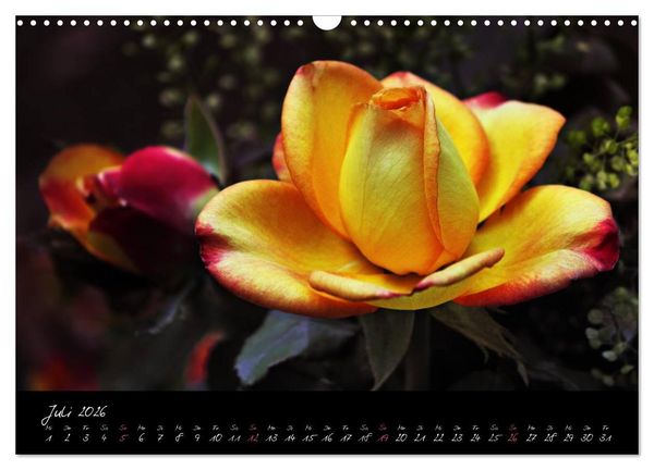 Produktbild: Rosen Romanze - Visuelle Musik (Wandkalender 2026 DIN A3 quer), CALVENDO Monatskalender
