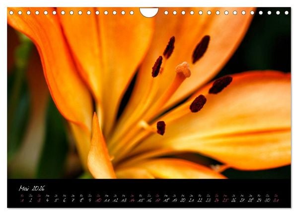 Produktbild: Floral Portraits - Blumen Impression (Wandkalender 2026 DIN A4 quer), CALVENDO Monatskalender