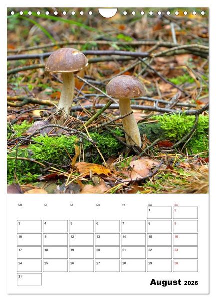 Produktbild: Heimische Waldpilze (Wandkalender 2026 DIN A4 hoch), CALVENDO Monatskalender