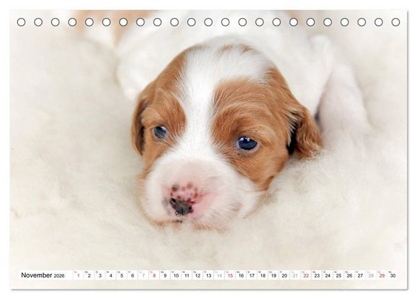 Produktbild: Irish Red and White Setter Welpen (Tischkalender 2026 DIN A5 quer), CALVENDO Monatskalender