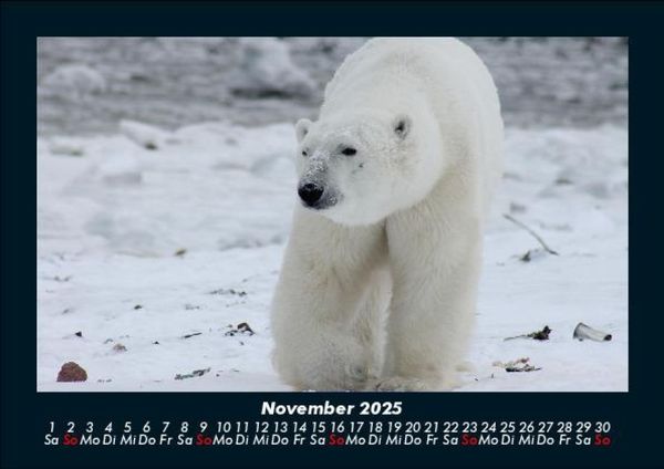Produktbild: Pinguine & Eisb&auml;ren 2025 Fotokalender DIN A5
