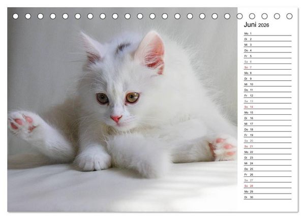 Produktbild: Aus der Kinderstube der Perserkatze (Tischkalender 2026 DIN A5 quer), CALVENDO Monatskalender