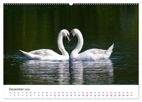 Produktbild: Schw&auml;ne - Prachtvolle Federkleider. (hochwertiger Premium Wandkalender 2026 DIN A2 quer), Kunstdruck in Hochglanz
