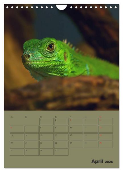 Produktbild: Minidrachen - Die kleinen Nachkommen der Urzeitmonster (Wandkalender 2026 DIN A4 hoch), CALVENDO Monatskalender