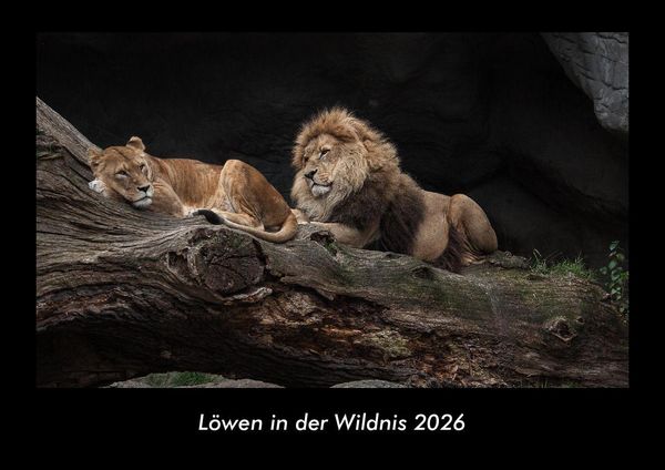 Produktbild: L&ouml;wen in der Wildnis 2026 Fotokalender DIN A3