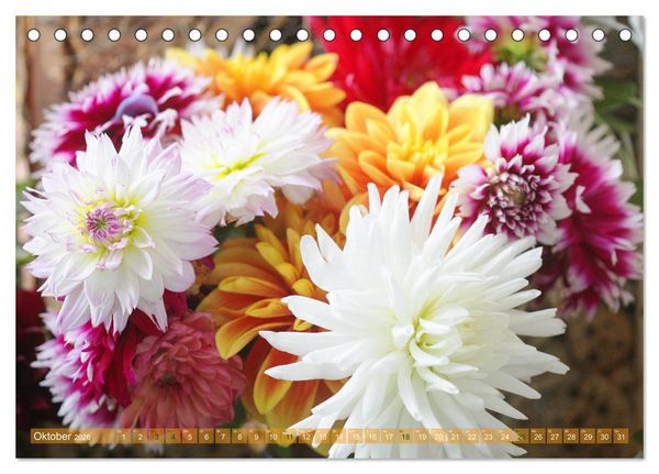 Produktbild: Wunderbare Dahlienwelt (Tischkalender 2026 DIN A5 quer), CALVENDO Monatskalender