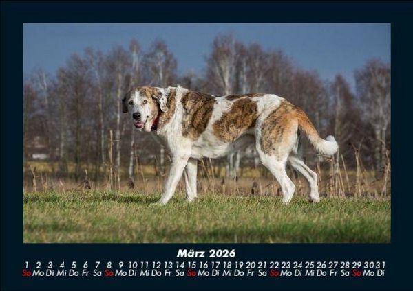 Produktbild: Hundezauber 2026 Fotokalender DIN A5
