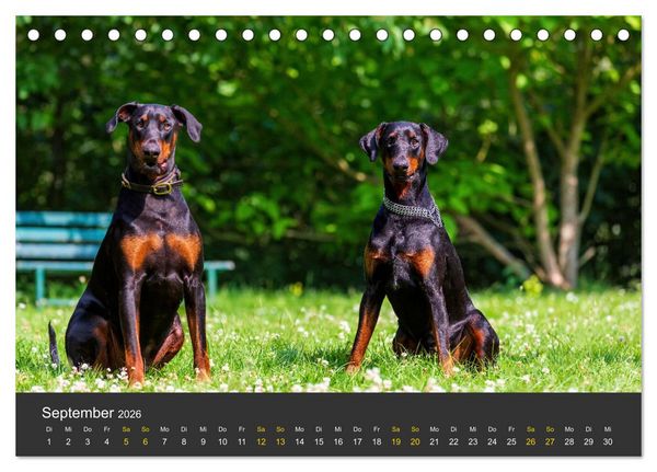 Produktbild: Dobermann 2026 (Tischkalender 2026 DIN A5 quer), CALVENDO Monatskalender