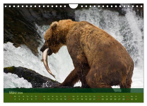 Produktbild: Der B&auml;renkalender 2026 (Wandkalender 2026 DIN A4 quer), CALVENDO Monatskalender