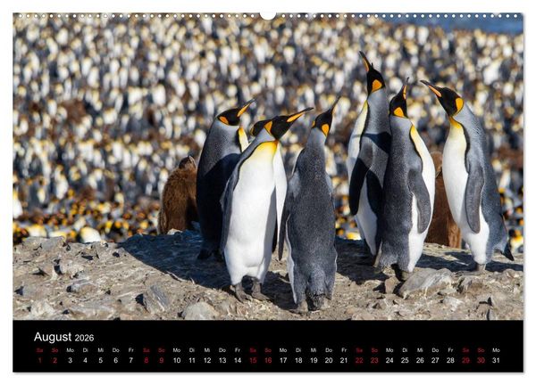 Produktbild: Pinguine - sympathische Fracktr&auml;ger im eisigen S&uuml;den (Wandkalender 2026 DIN A2 quer), CALVENDO Monatskalender