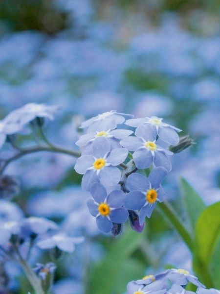 Produktbild: CALVENDO Puzzle Vergissmeinnicht (Myosotis) | 1000 Teile Lege-Gr&ouml;&szlig;e 64x48cm Foto-Puzzle f&uuml;r gl&uuml;ckliche Stunden