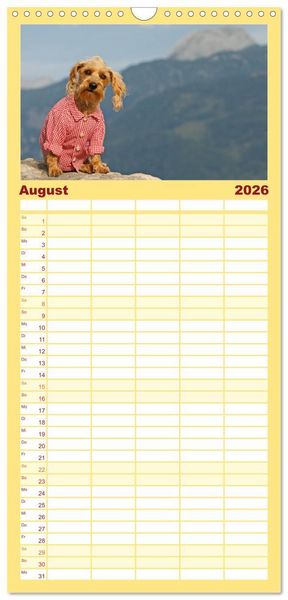 Produktbild: Familienplaner 2026 - DACKELmix Elli Pirelli mit 5 Spalten (Wandkalender, 21 x 45 cm) CALVENDO