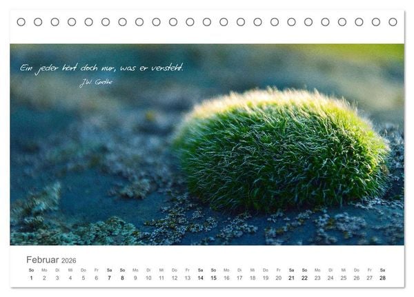 Produktbild: Rendezvous im Park (Tischkalender 2026 DIN A5 quer), CALVENDO Monatskalender