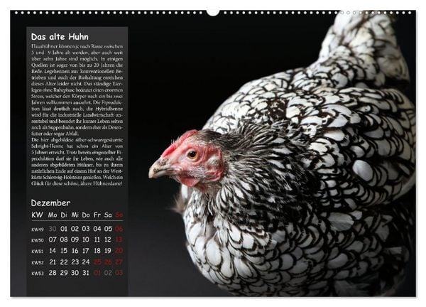 Produktbild: Von der Einzigartigkeit der H&uuml;hner 2026 (hochwertiger Premium Wandkalender 2026 DIN A2 quer), Kunstdruck in Hochglanz