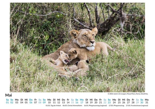 Produktbild: Wildtiere in Kenia
