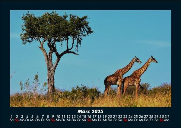 Produktbild: Giraffen 2025 Fotokalender DIN A5
