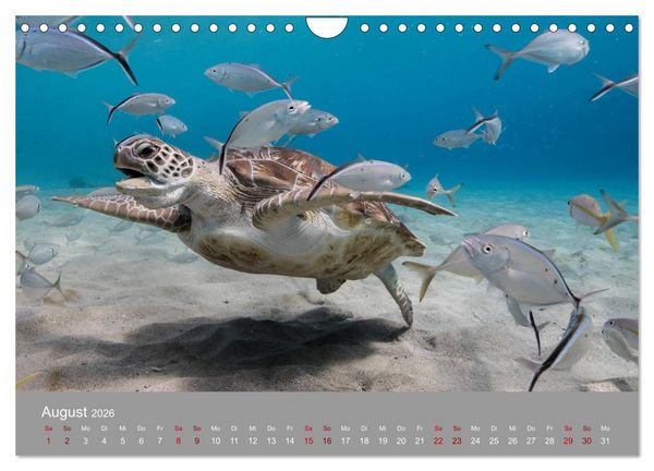 Produktbild: Karibische Meeresschildkr&ouml;ten (Wandkalender 2026 DIN A4 quer), CALVENDO Monatskalender