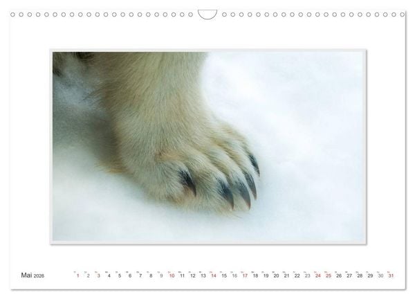 Produktbild: Emotionale Momente: Der Eisb&auml;r. (Wandkalender 2026 DIN A3 quer), CALVENDO Monatskalender