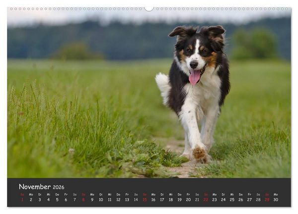 Produktbild: Australian Shepherd - Augenblicke (Wandkalender 2026 DIN A2 quer), CALVENDO Monatskalender