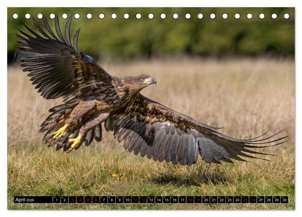 Produktbild: Seeadler in Polen (Tischkalender 2026 DIN A5 quer), CALVENDO Monatskalender