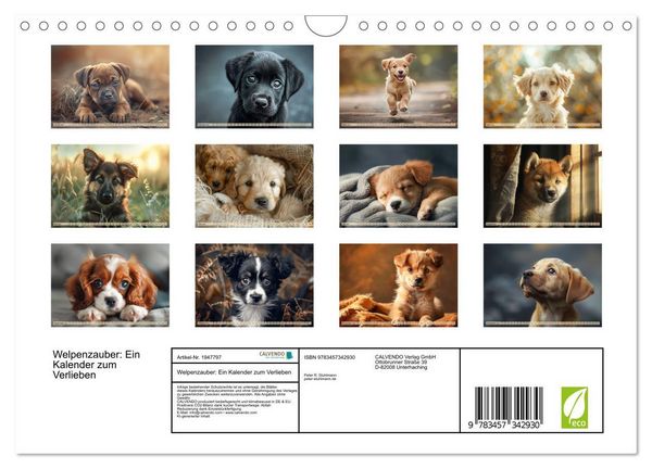 Produktbild: Welpenzauber: Ein Kalender zum Verlieben (Wandkalender 2026 DIN A4 quer), CALVENDO Monatskalender